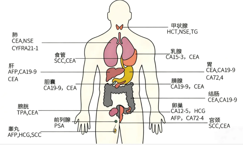 復查時常見的8大腫瘤標誌物總結 (建議收藏)