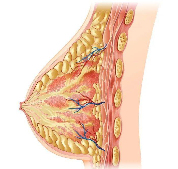 男性乳腺癌：被忽視的 1%，健康盲區需警惕